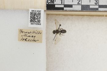 Media type: image;   Entomology 772963 Aspect: Labels